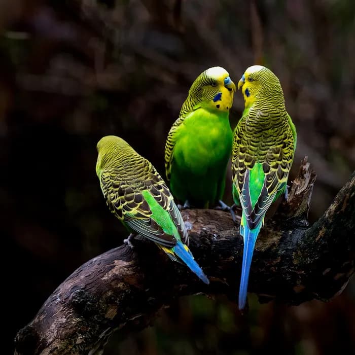 Fotografia di partenza — pappagallo