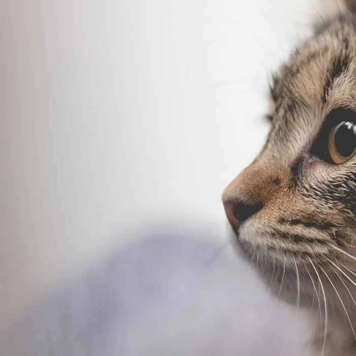 Fotografia di partenza — gatto