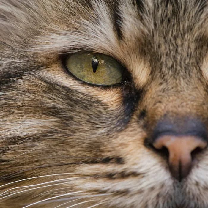 Fotografia di partenza — gatto