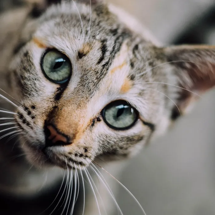 Fotografia di partenza — gatto