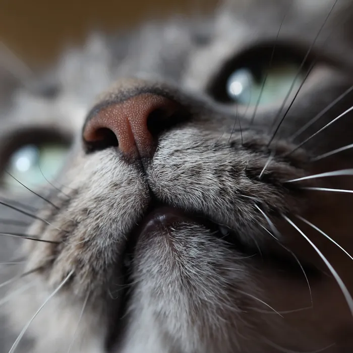 Fotografia di partenza — gatto