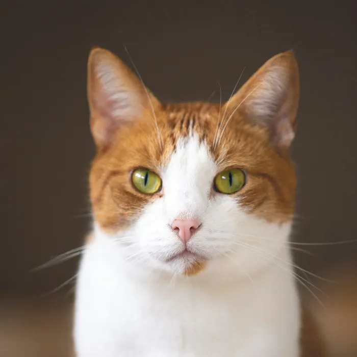 Fotografia di partenza — gatto