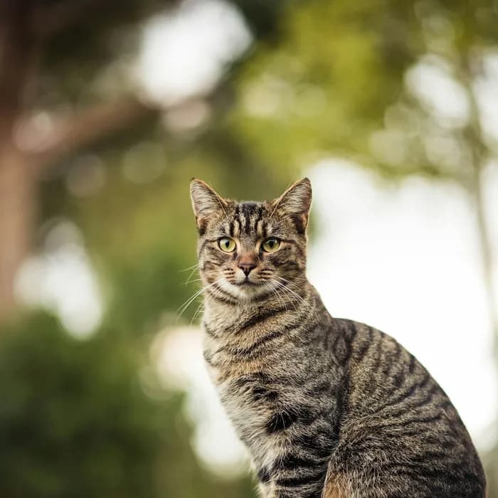 Fotografia di partenza — gatto