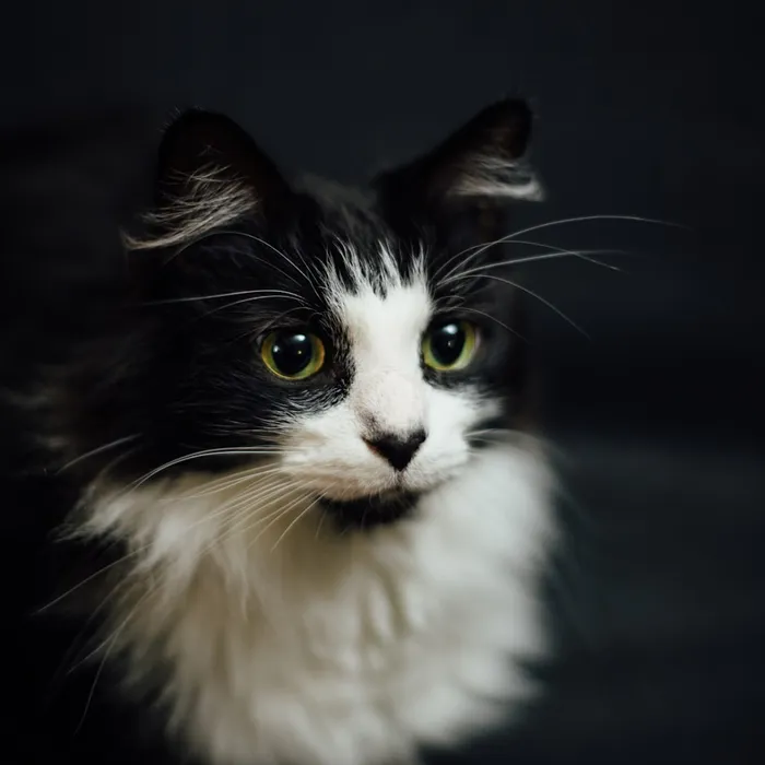 Fotografia di partenza — gatto