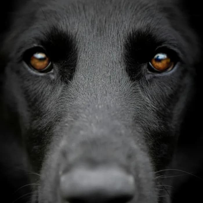 Fotografia di partenza — cane