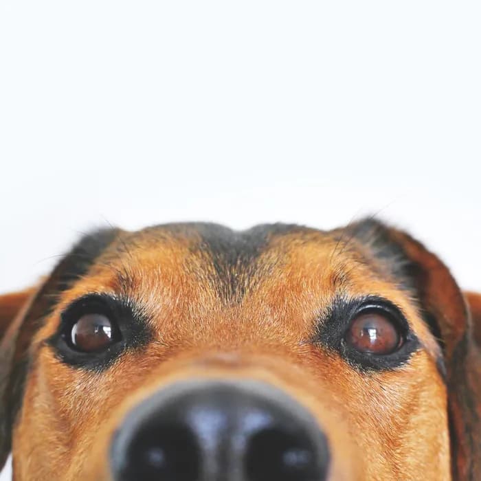Fotografia di partenza — cane