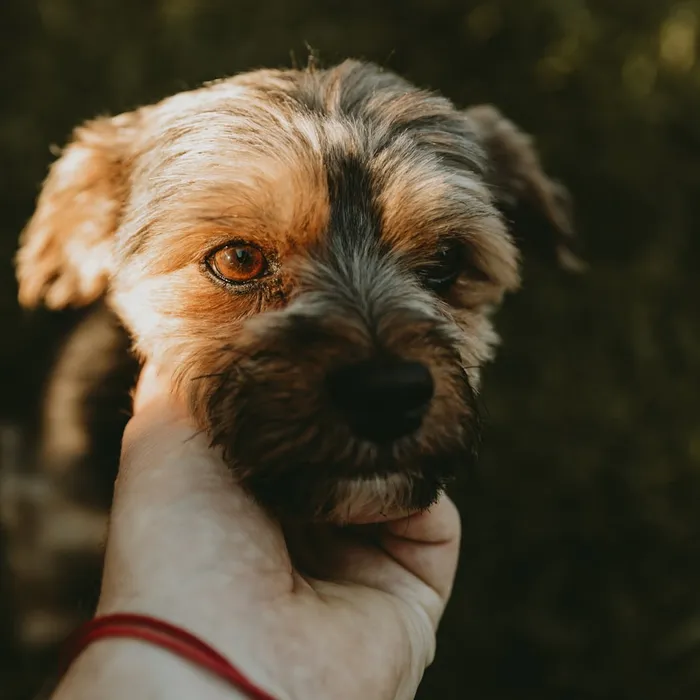 Fotografia di partenza — cane