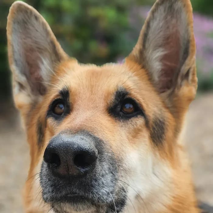 Fotografia di partenza — cane