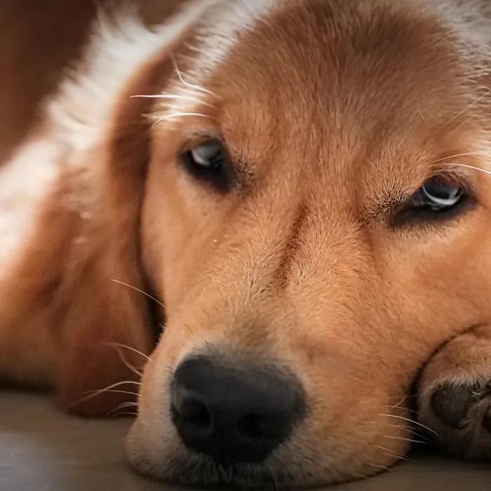 Fotografia di partenza — cane