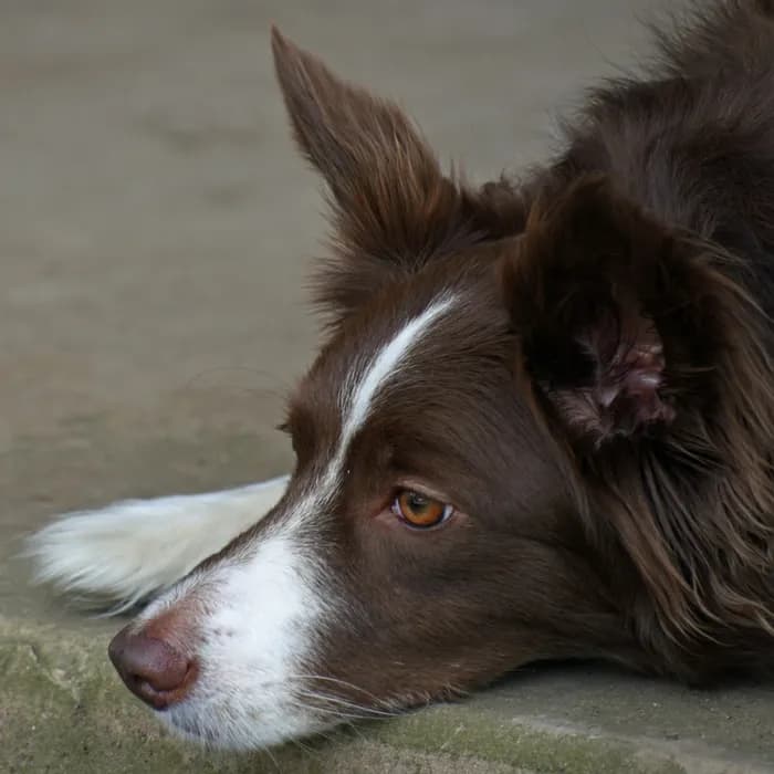 Fotografia di partenza — cane