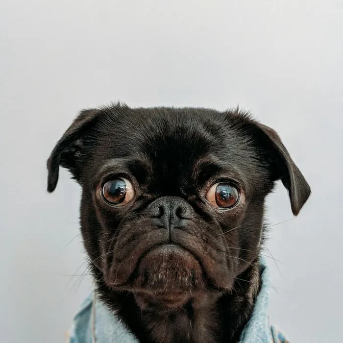 Fotografia di partenza — cane