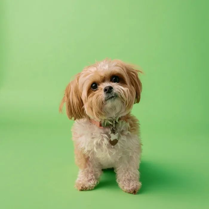 Fotografia di partenza — cane