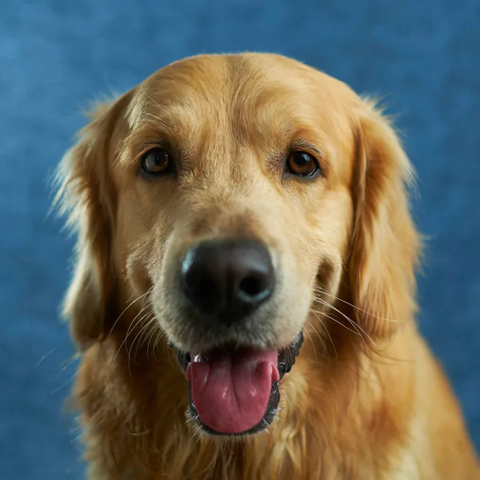 Fotografia di partenza — cane