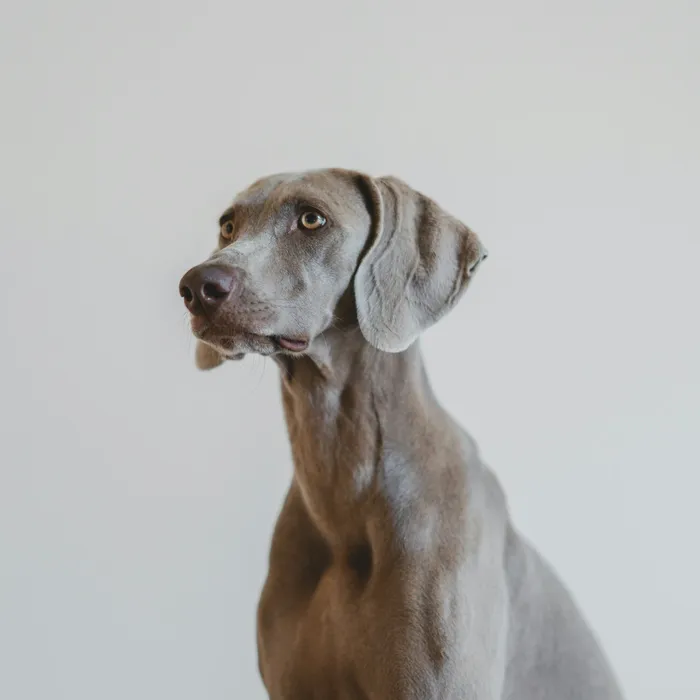 Fotografia di partenza — cane