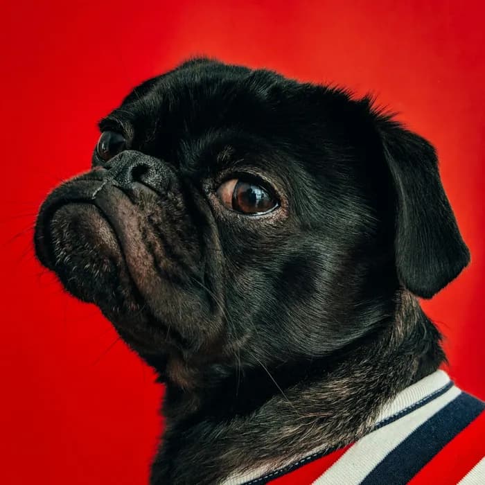 Fotografia di partenza — cane
