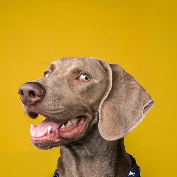 Fotografia di partenza — cane