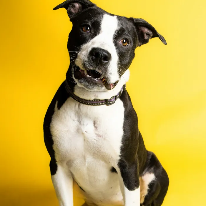 Fotografia di partenza — cane