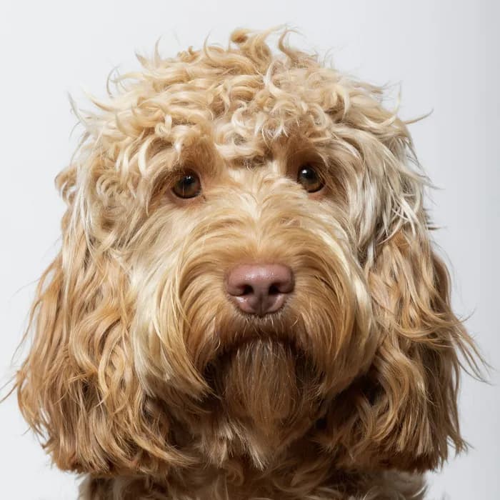Fotografia di partenza — cane