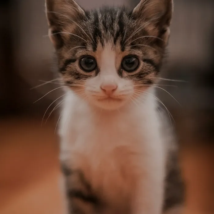 Fotografia di partenza — gatto