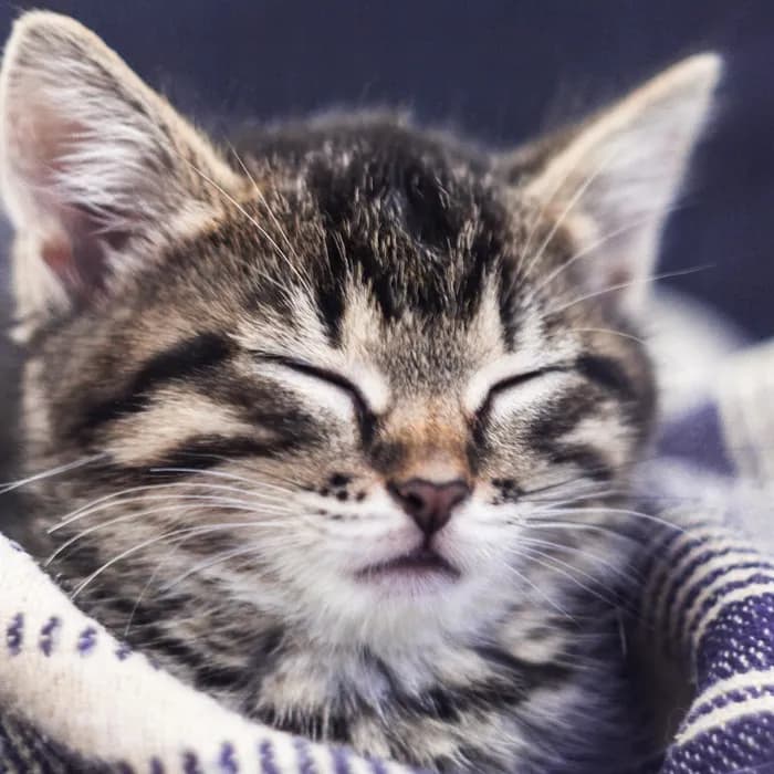 Fotografia di partenza — gatto