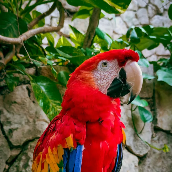 Fotografia di partenza — pappagallo