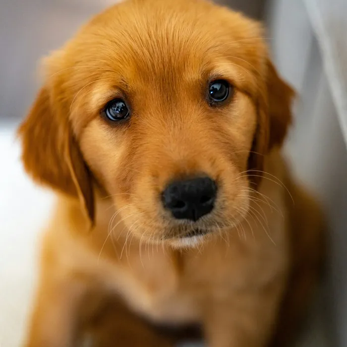 Fotografia di partenza — cane