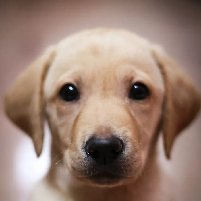 Fotografia di partenza — cane