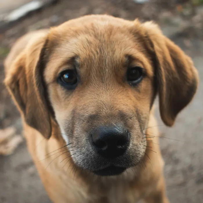 Fotografia di partenza — cane