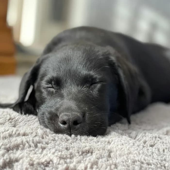 Fotografia di partenza — cane