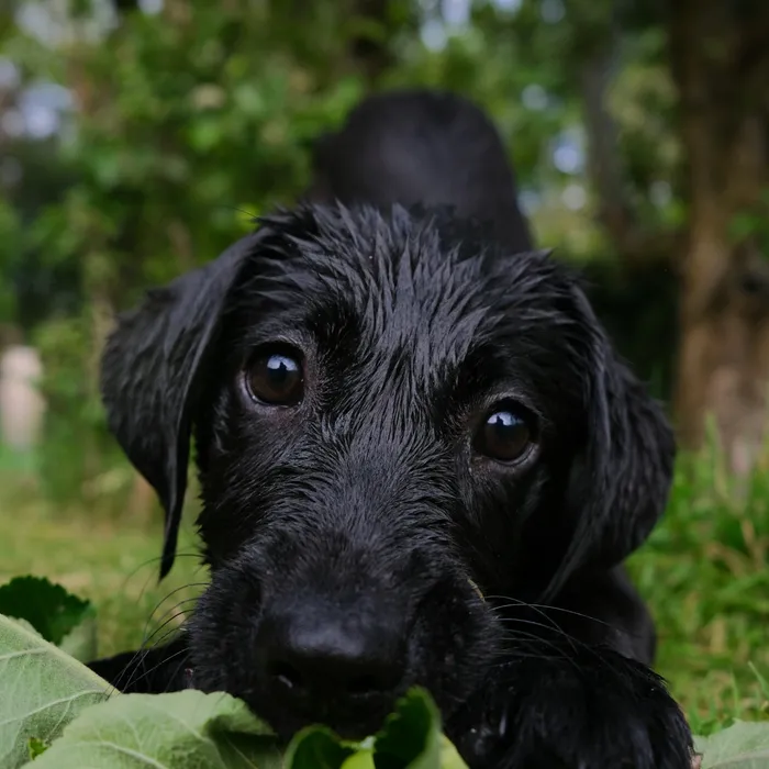 Fotografia di partenza — cane