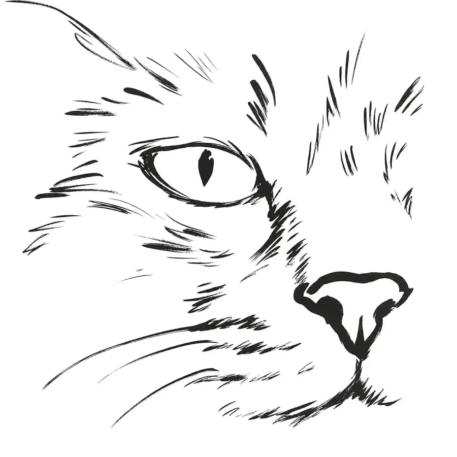 Il tratto ricavato — gatto