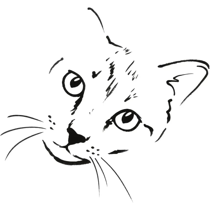 Il tratto ricavato — gatto
