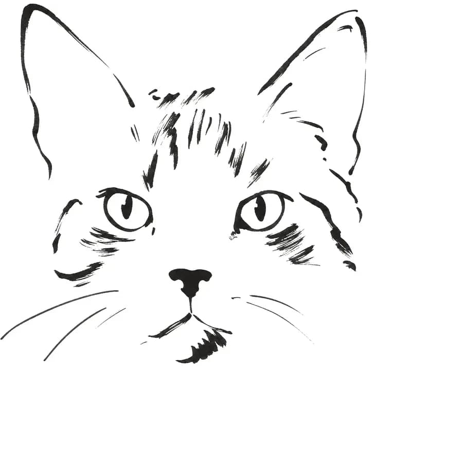 Il tratto ricavato — gatto