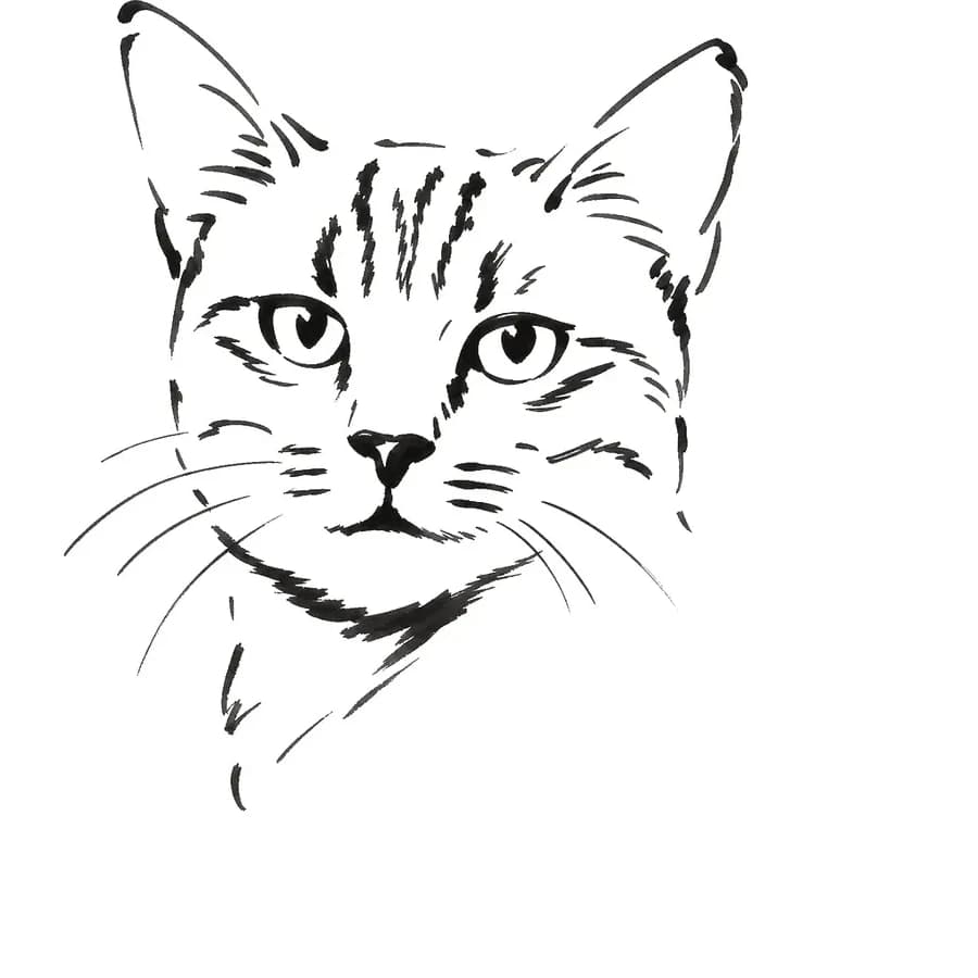 Il tratto ricavato — gatto