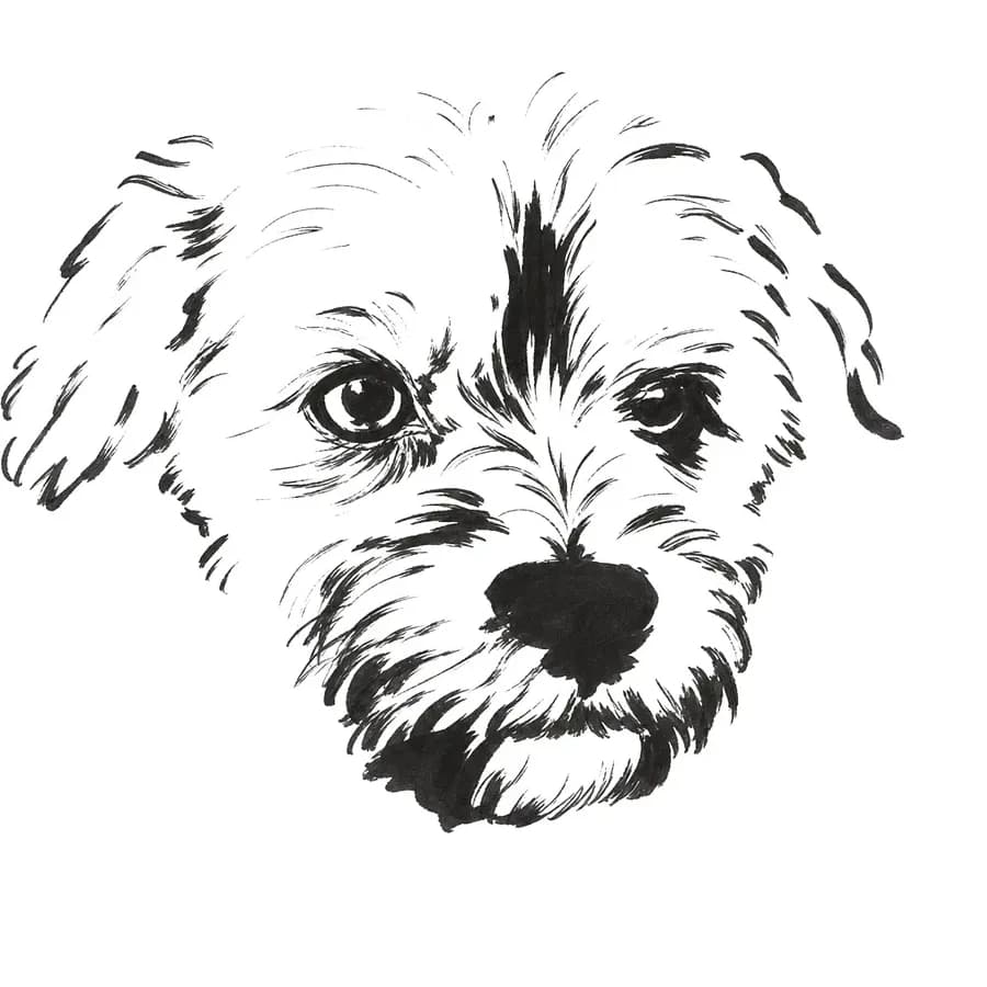 Il tratto ricavato — cane