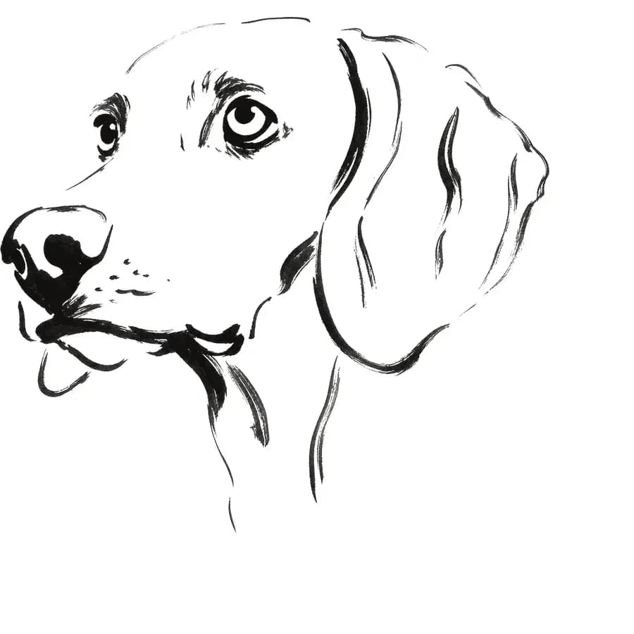 Il tratto ricavato — cane