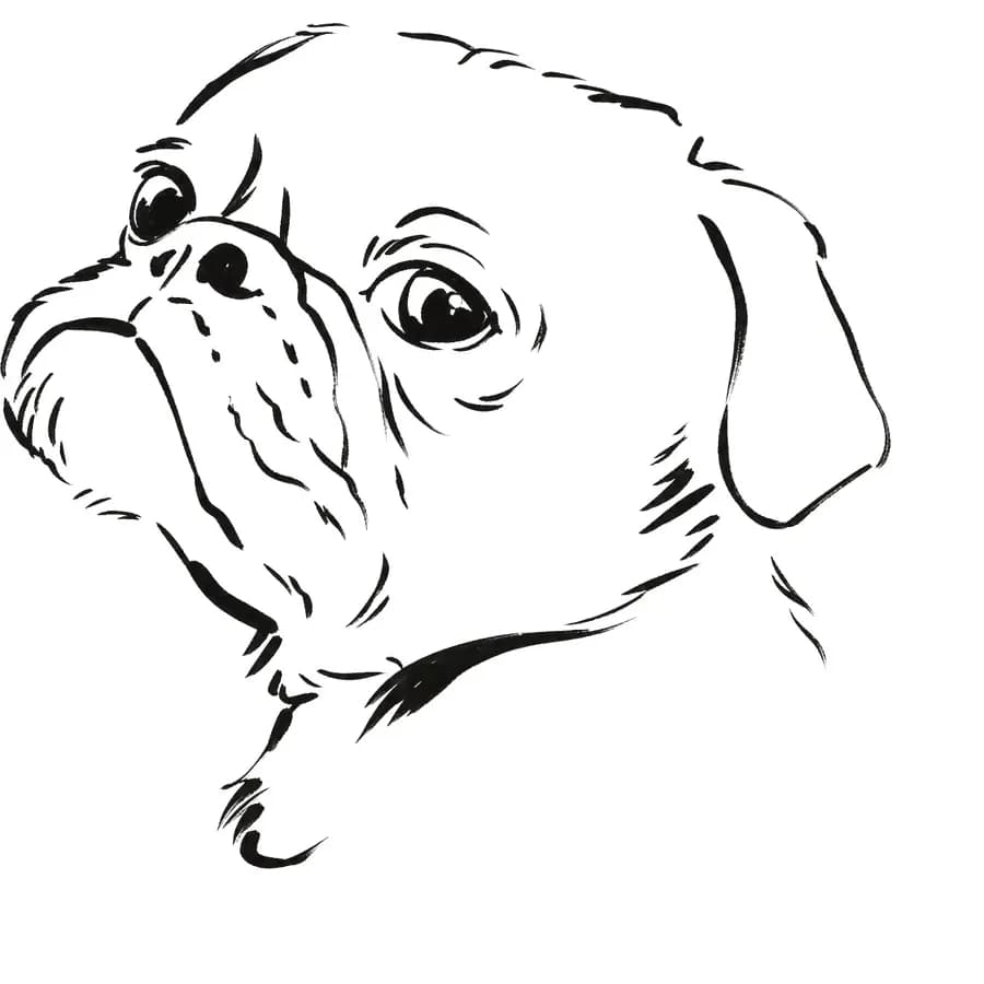 Il tratto ricavato — cane