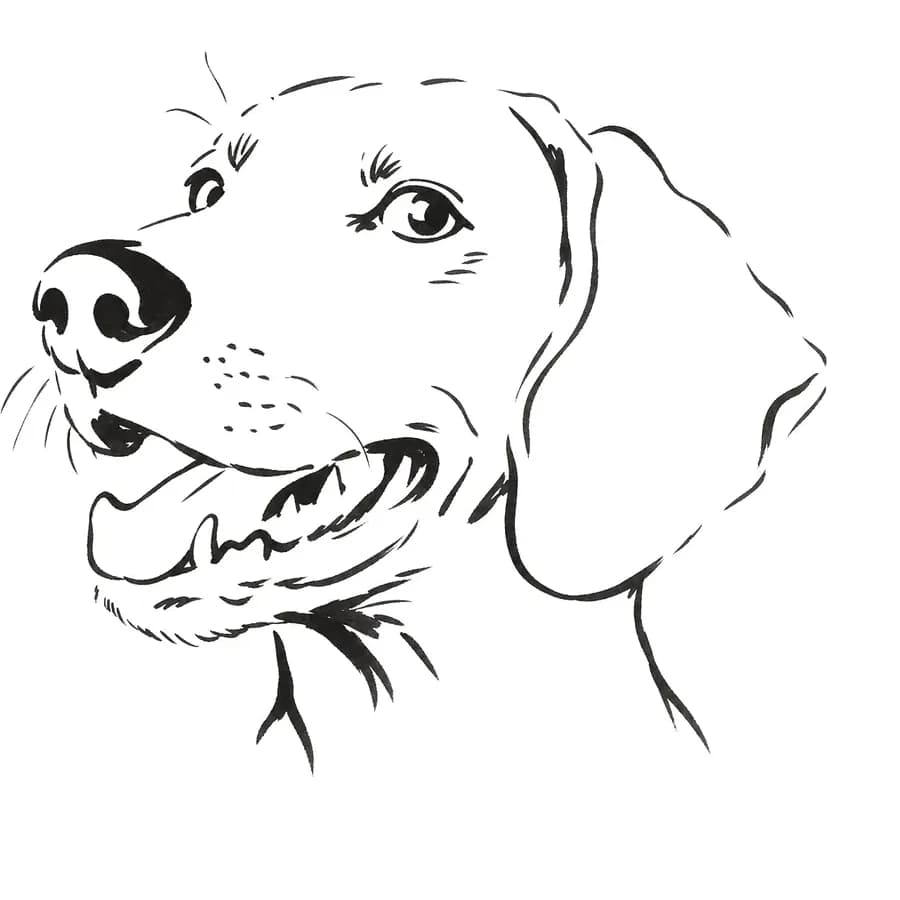 Il tratto ricavato — cane